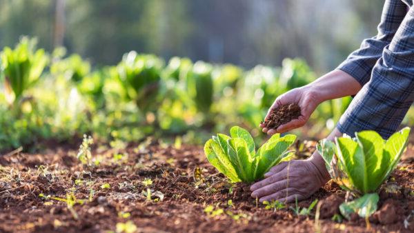 hands-in-soil